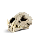 PARTS OF FOUR - Leopard Skull (CR+B)