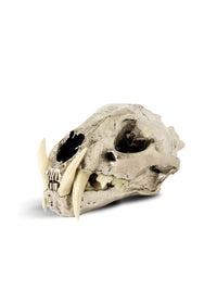 PARTS OF FOUR - Leopard Skull (CR+B)