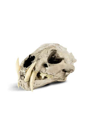 PARTS OF FOUR - Leopard Skull (CR+B)