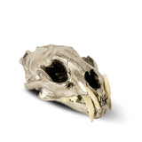 PARTS OF FOUR - Leopard Skull (CR+B)