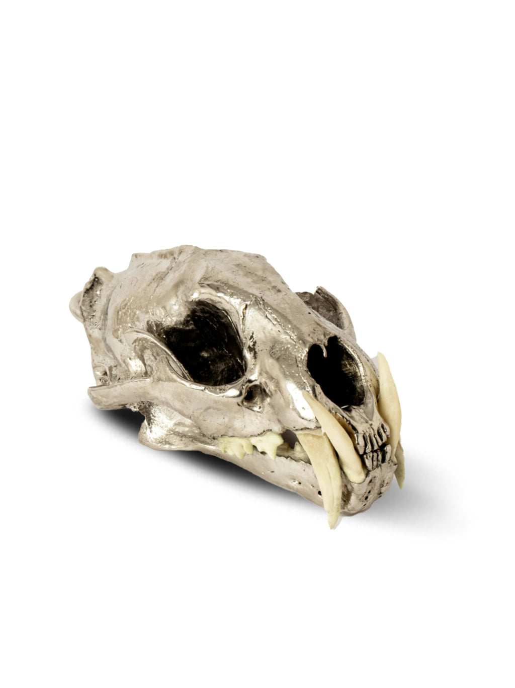 PARTS OF FOUR - Leopard Skull (CR+B)