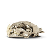 PARTS OF FOUR - Leopard Skull (CR+B)