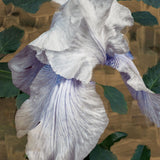 BYREDO - Eyes Closed Perfume