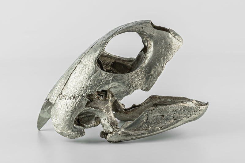 PARTS OF FOUR- Turtle Skull (Var Held Aggression, MZ)