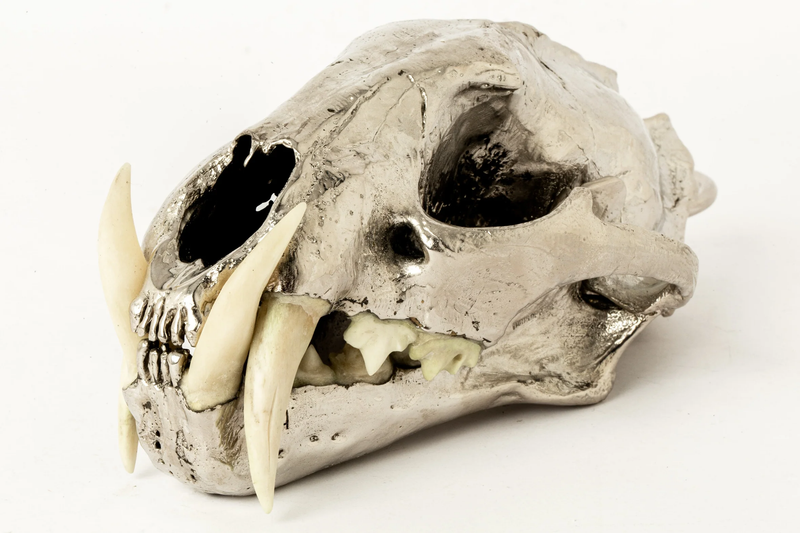 PARTS OF FOUR Leopard Skull (CR+B)