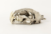 PARTS OF FOUR Leopard Skull (CR+B)