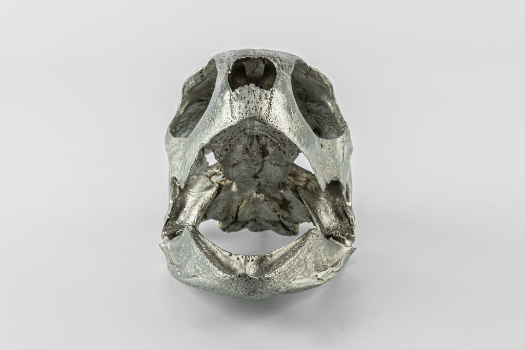 PARTS OF FOUR- Turtle Skull (Var Held Aggression, MZ)