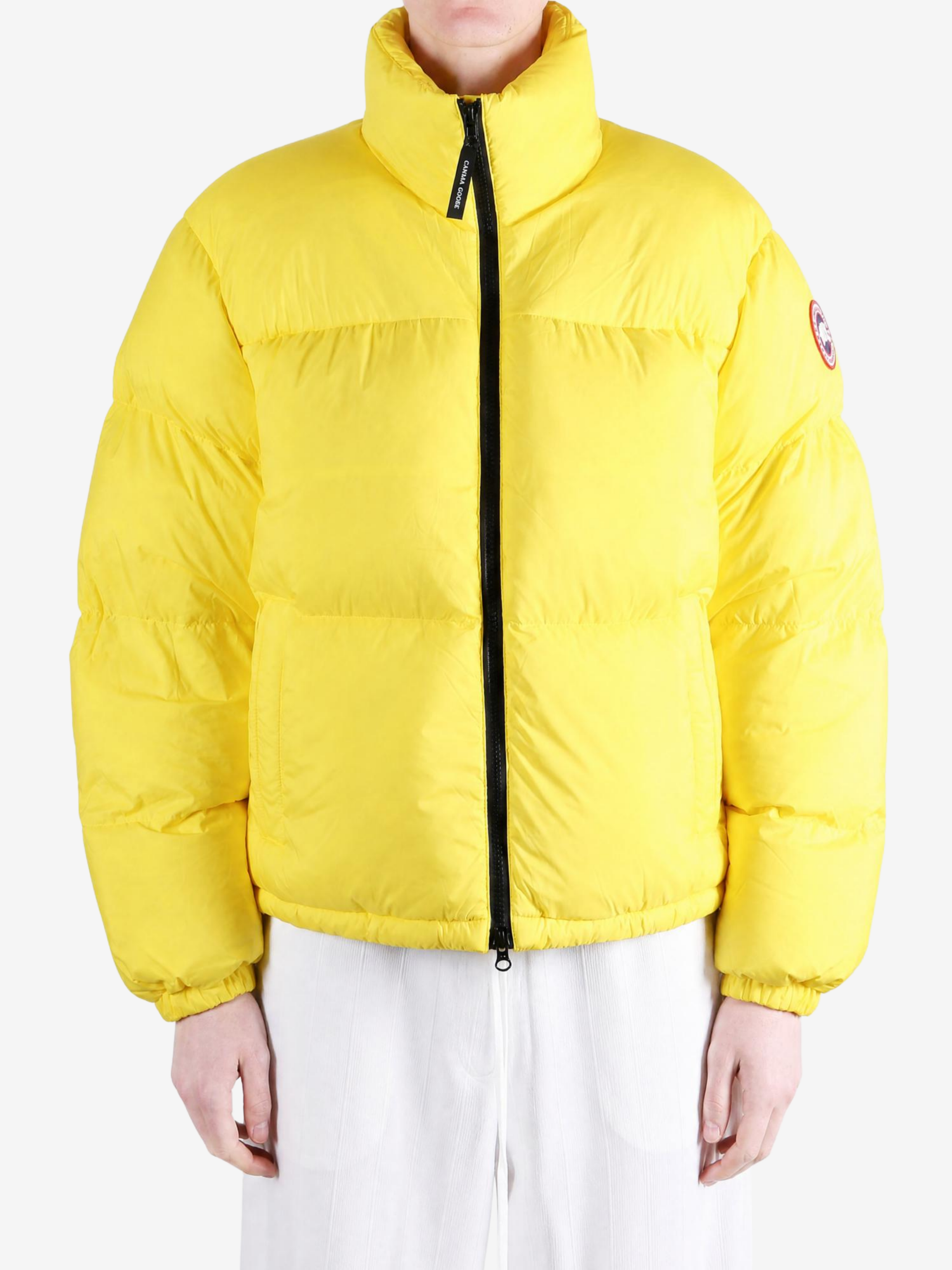 Yellow jacket, front view